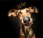 Franquicia The Animal King